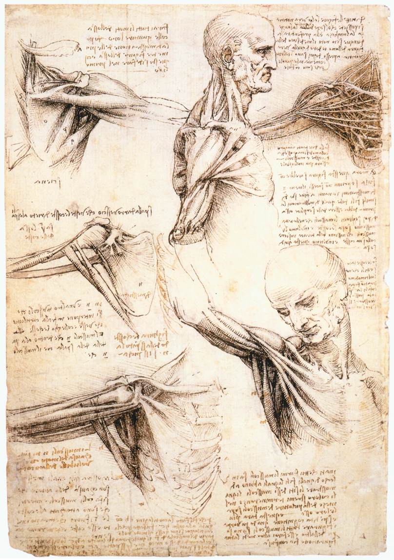 Leonardo da Vinci anatomical studies of the shoulder, 1510–1511